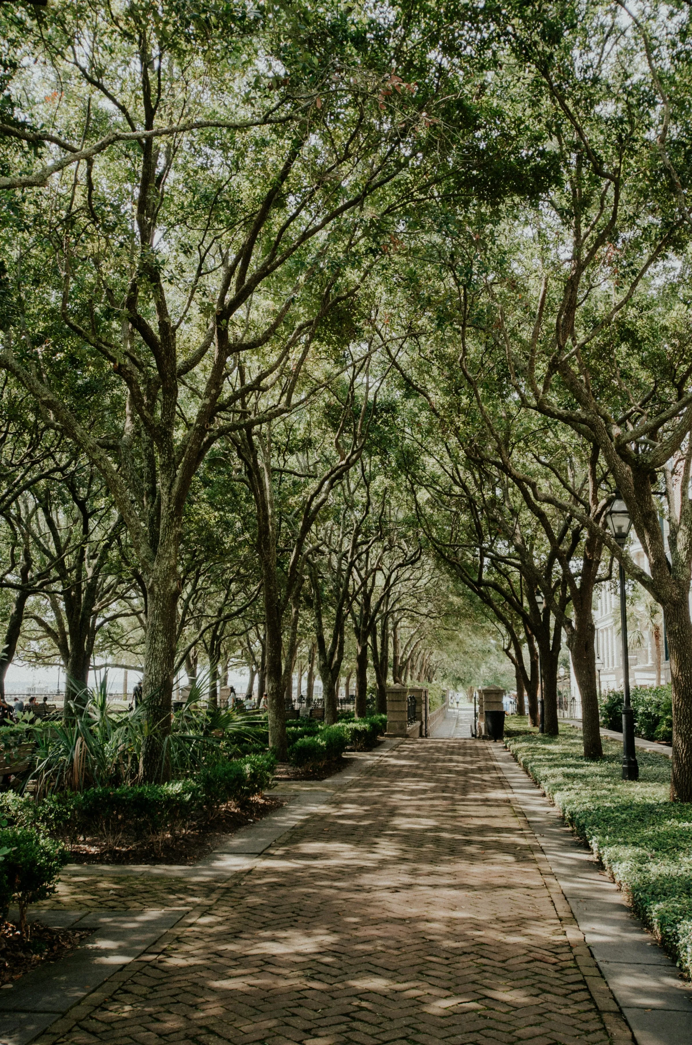 A live-oak canopy over a brick path in Charleston's Waterfront Park